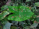 Caladium bicolor